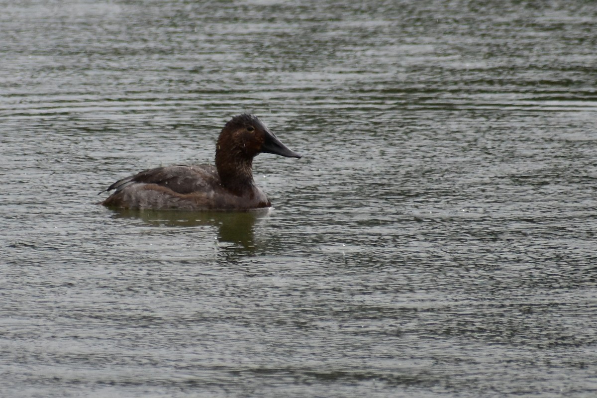 Canvasback - ML643680775