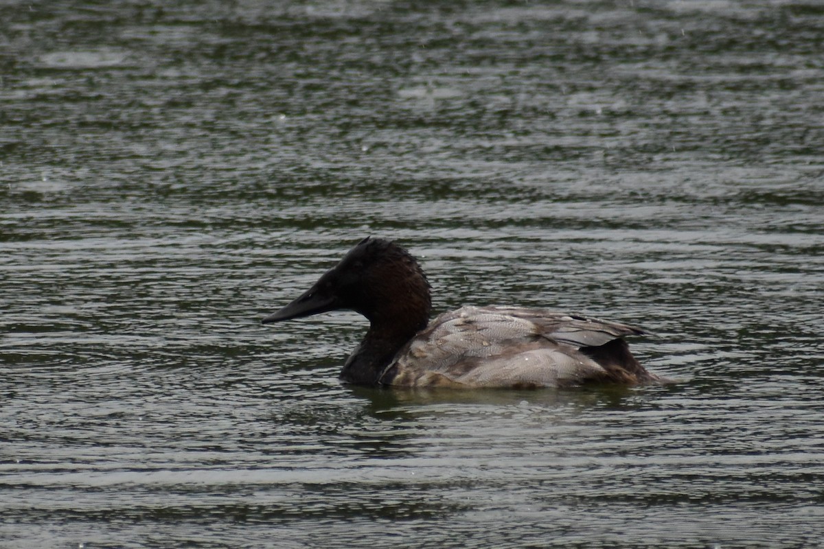 Canvasback - ML643680776