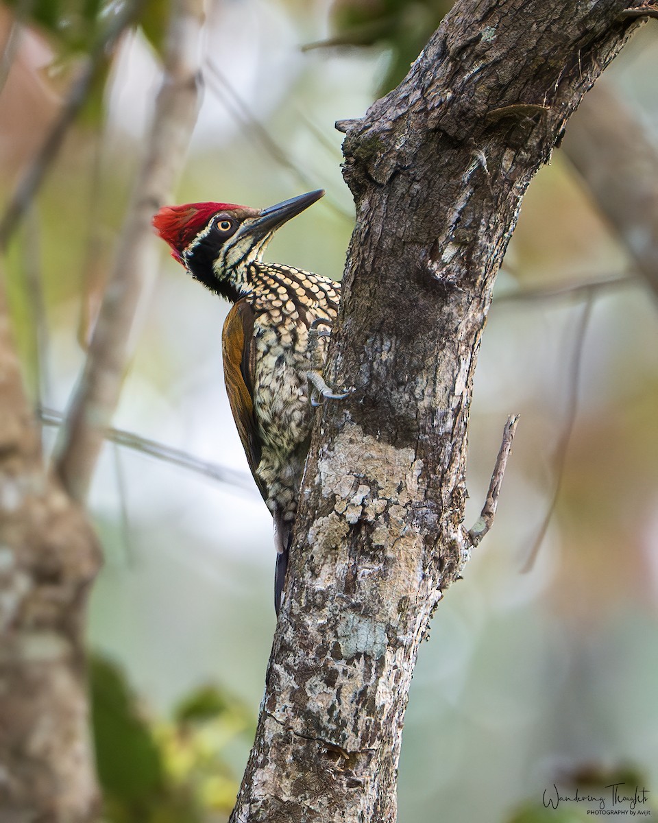 オオコガネゲラ／ズアカミユビゲラ - ML643680787