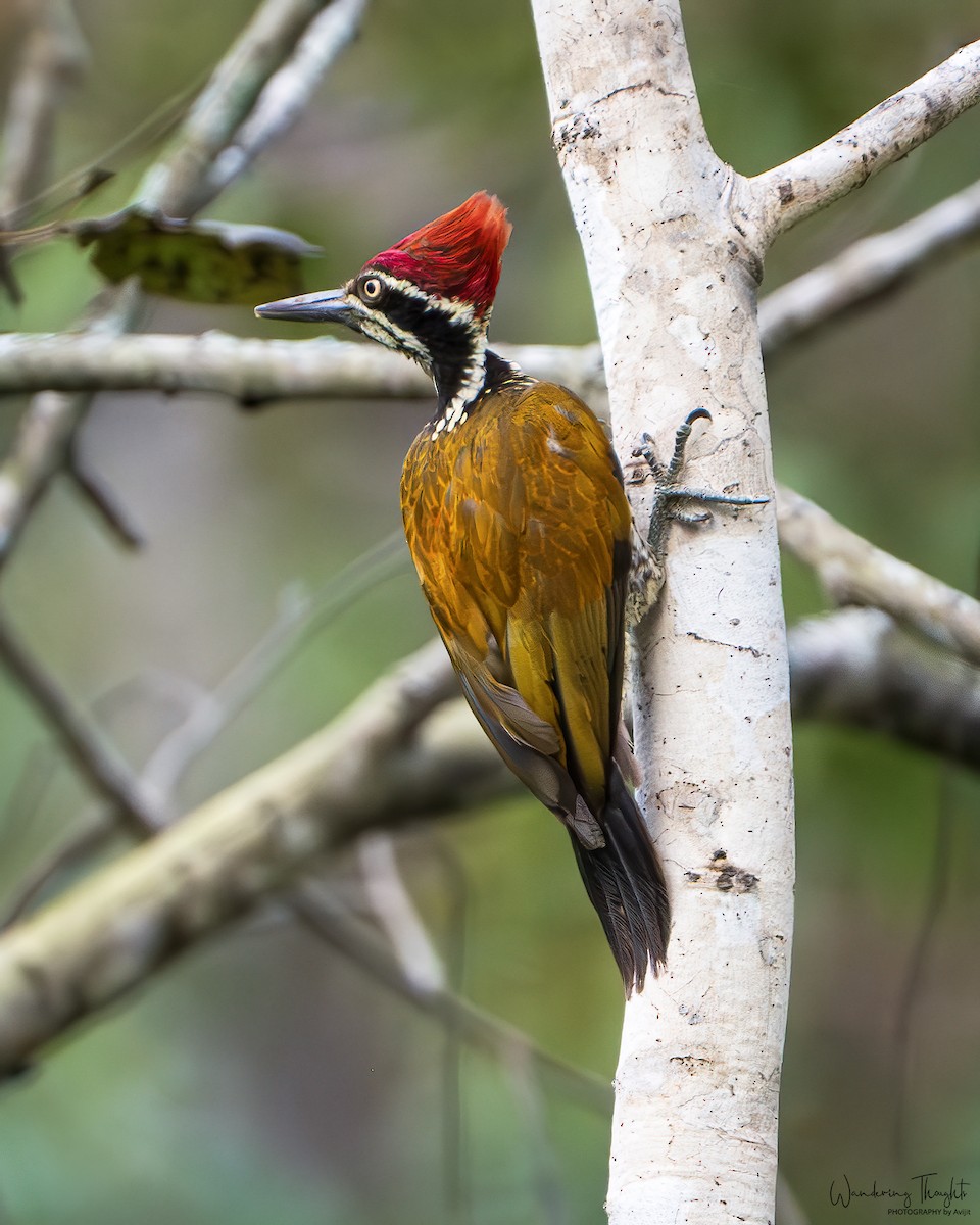 オオコガネゲラ／ズアカミユビゲラ - ML643680793