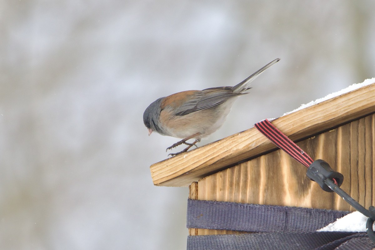Dark-eyed Junco (Pink-sided) - ML643680794