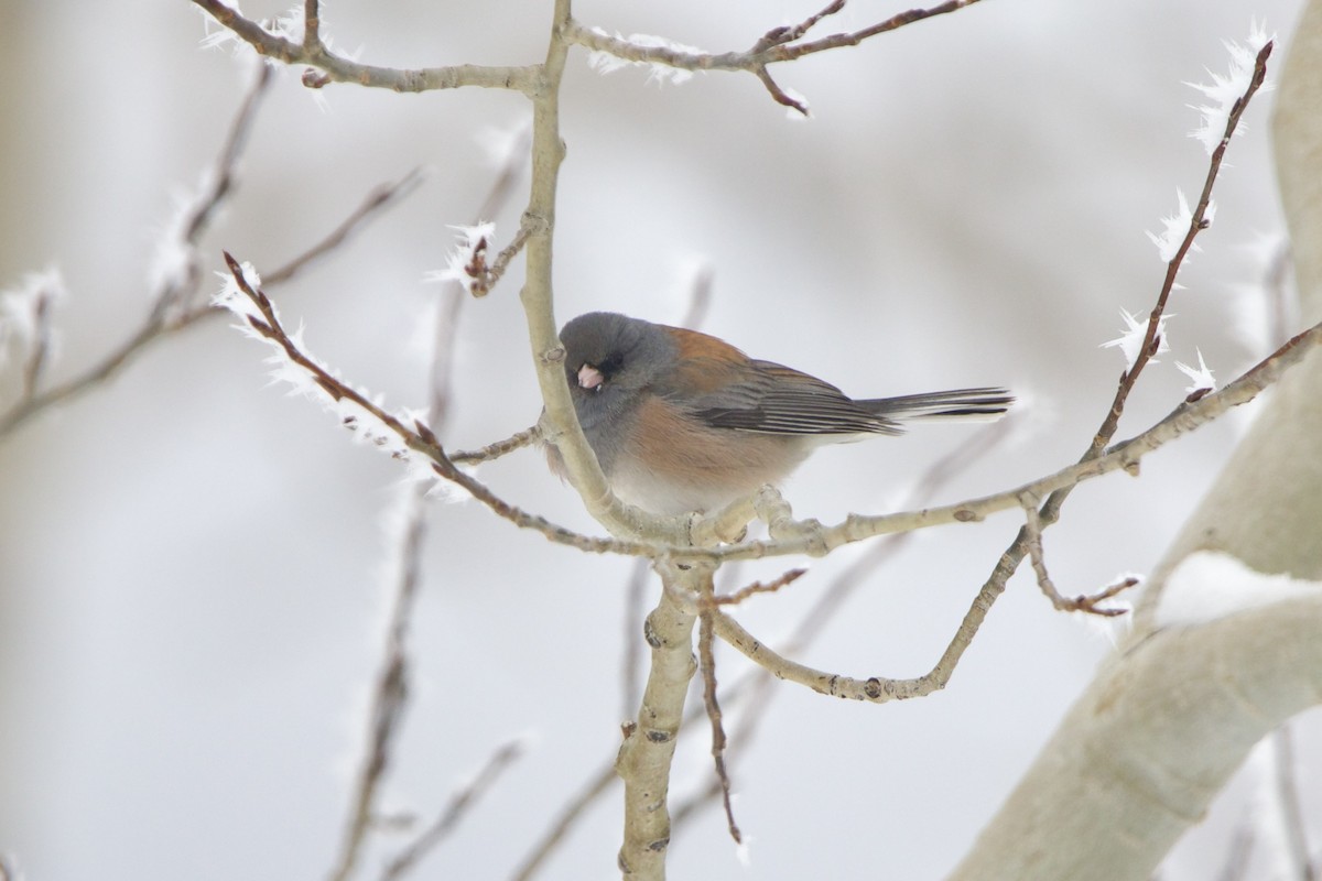 Dark-eyed Junco (Pink-sided) - ML643680795