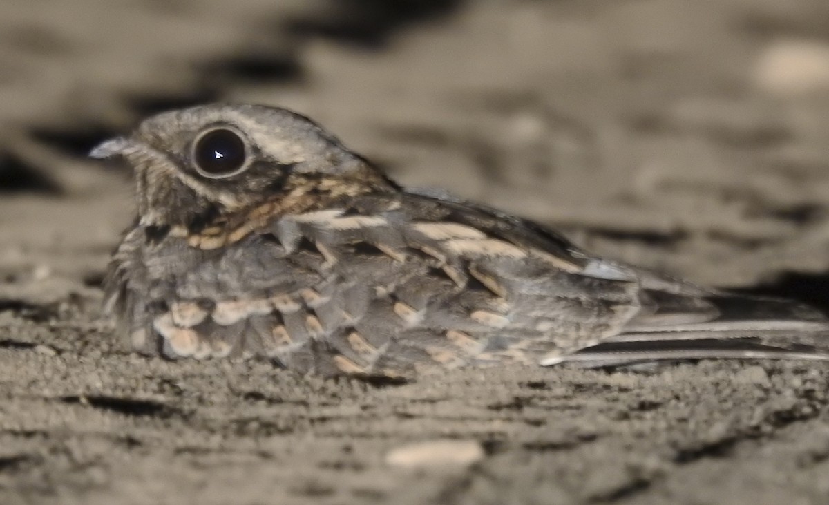 Hint Çobanaldatanı - ML643680797