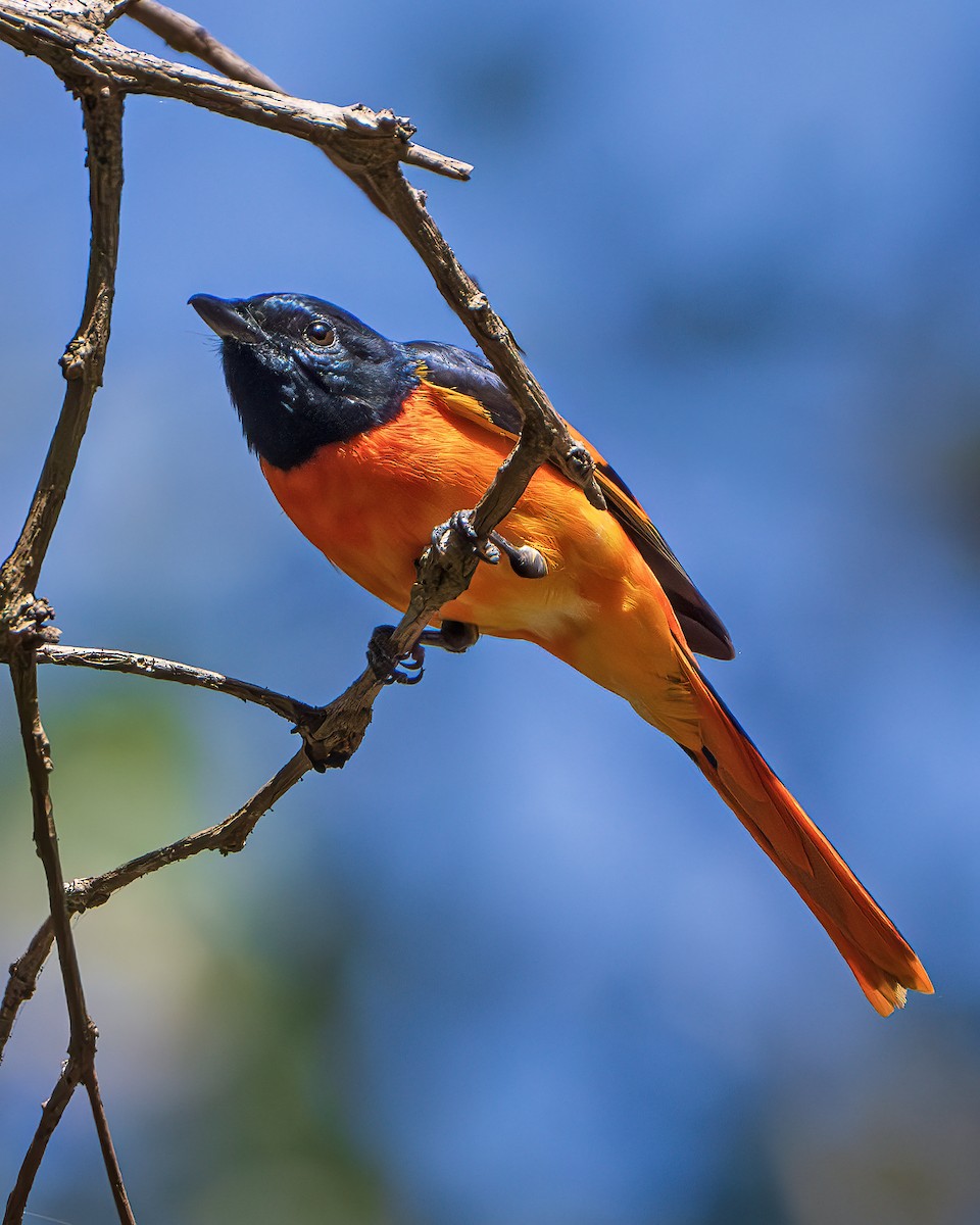 ヒイロサンショウクイ - ML643680806