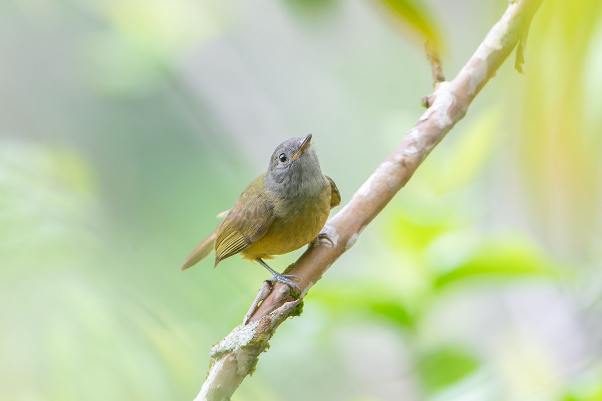Gray-hooded Flycatcher - ML643680809