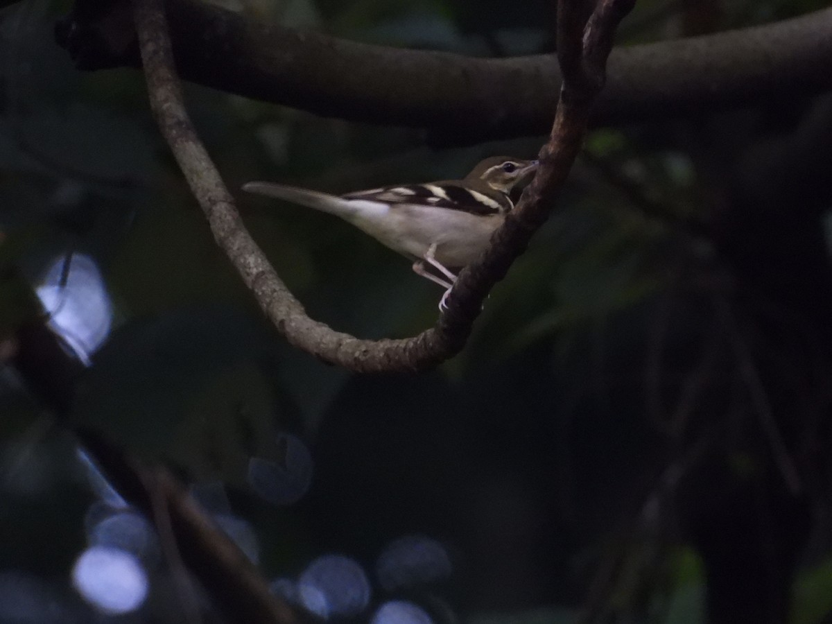 イワミセキレイ - ML643680813