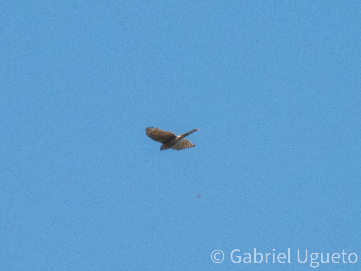 Sharp-shinned Hawk - ML643680818