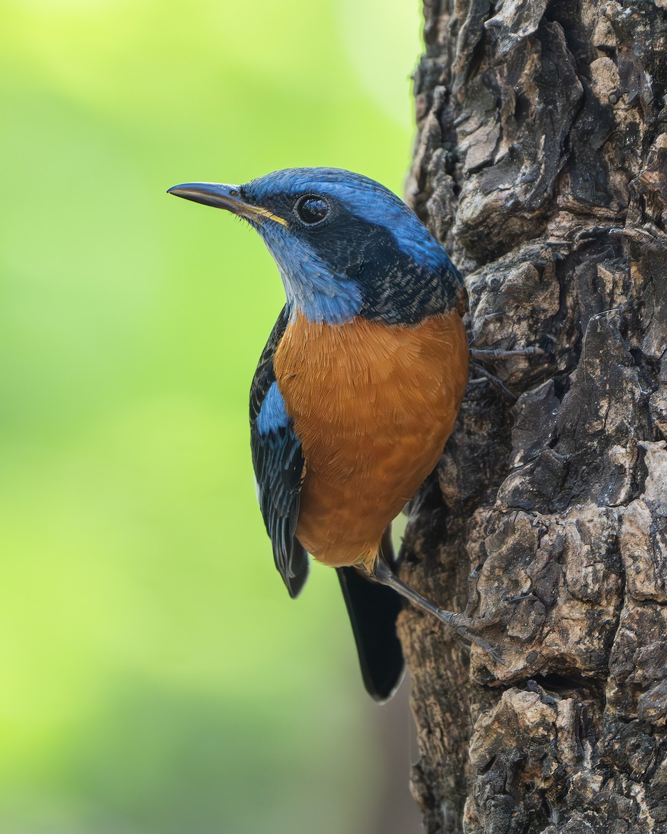 モンツキイソヒヨドリ - ML643680821