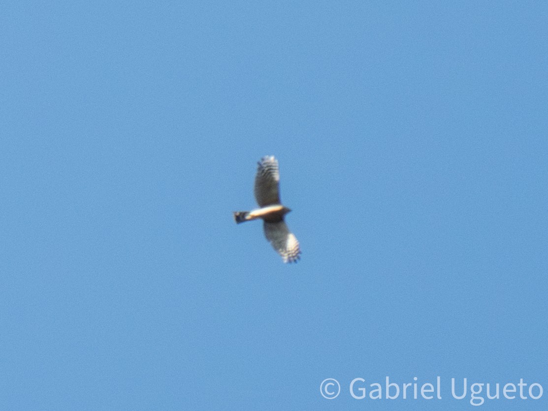 Sharp-shinned Hawk - ML643680822