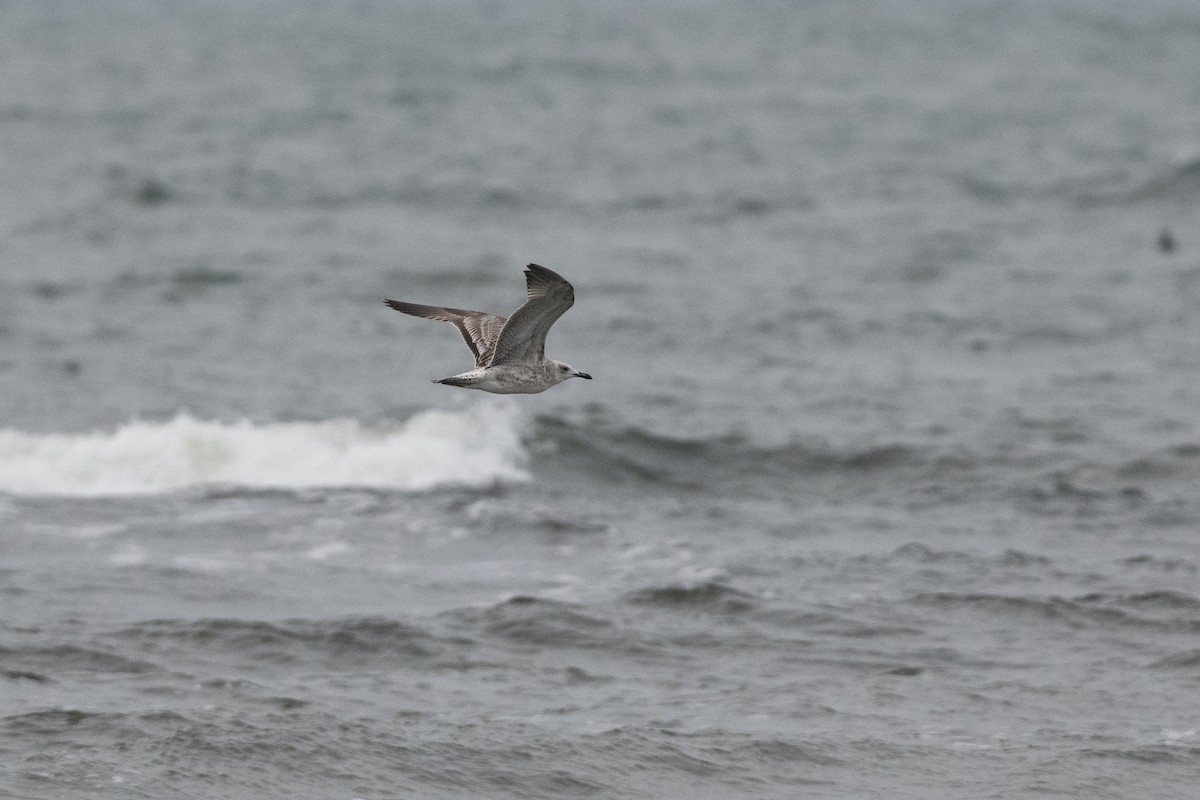 Caspian Gull - ML643680827