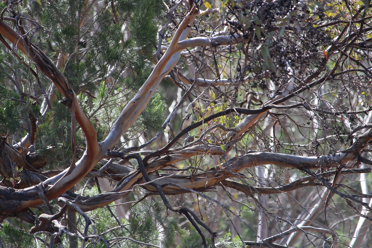 Black-eared Cuckoo - ML643680830