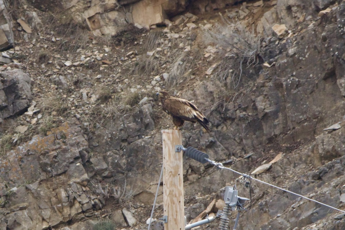 Bald Eagle - ML643680831