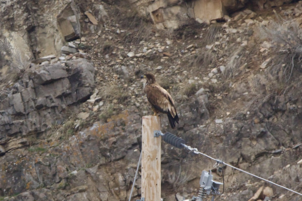 Bald Eagle - ML643680832