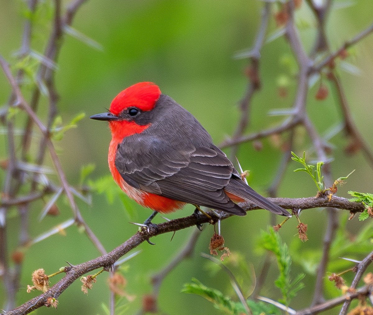 Vermilion Flycatcher - ML643680833