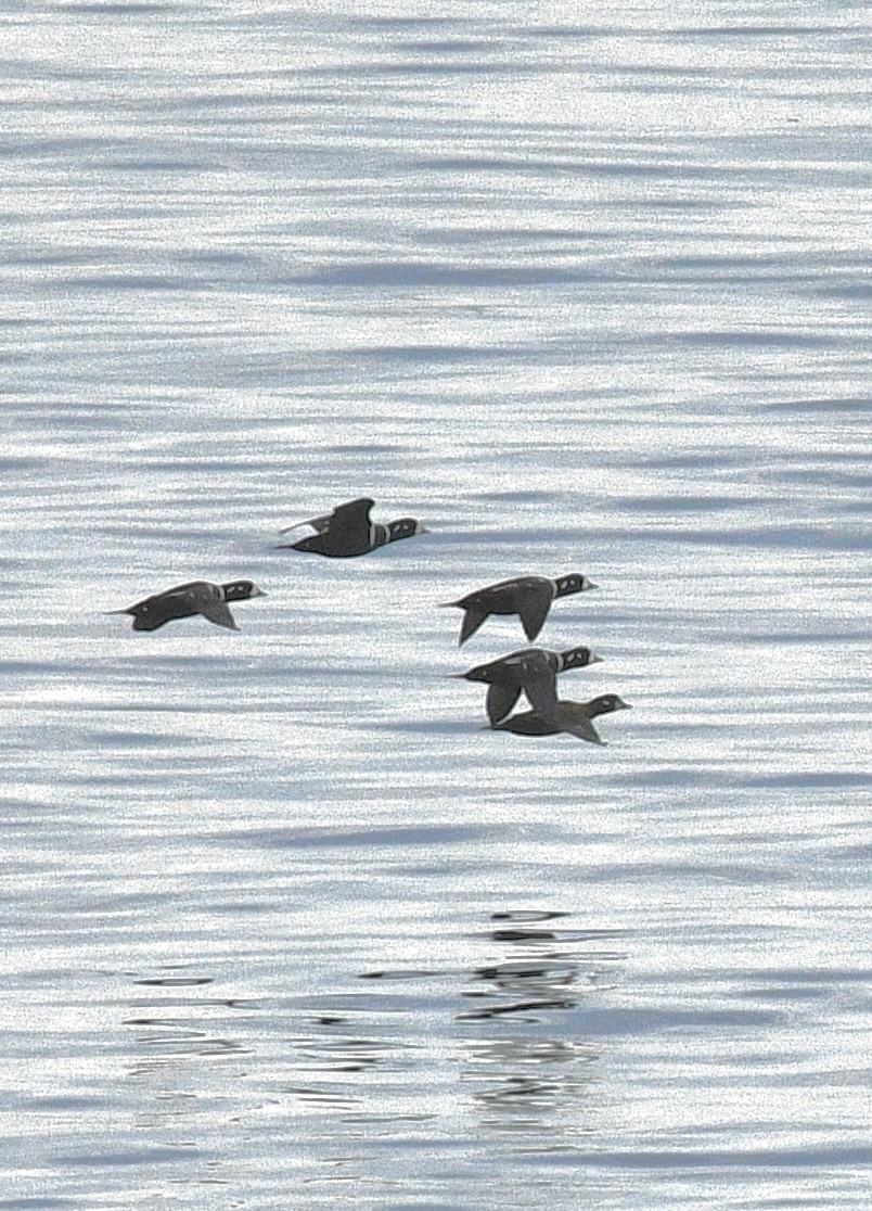 Harlequin Duck - ML643680834