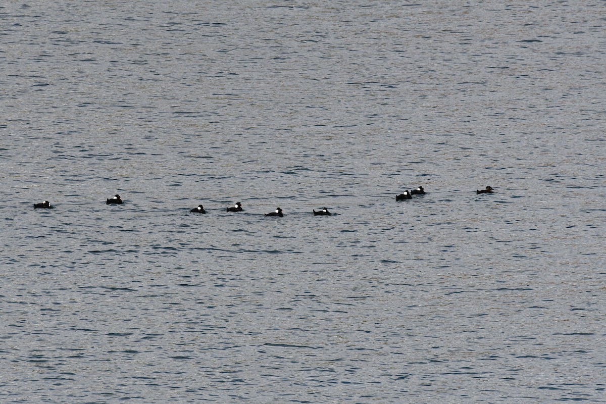 Surf Scoter - ML643680836