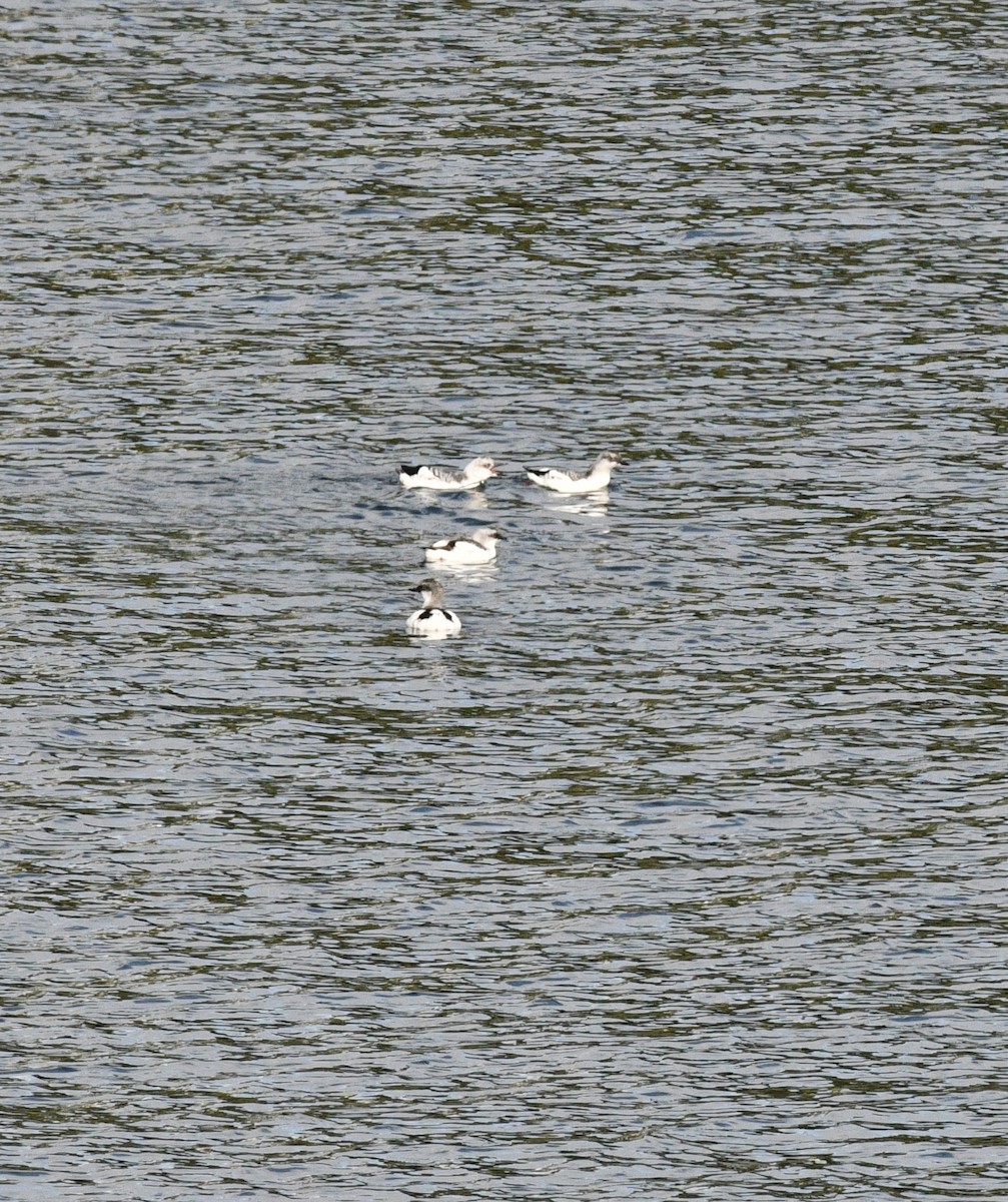 Pigeon Guillemot - ML643680839