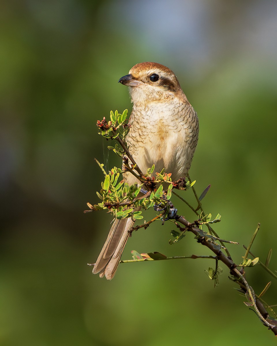 アカモズ - ML643680841