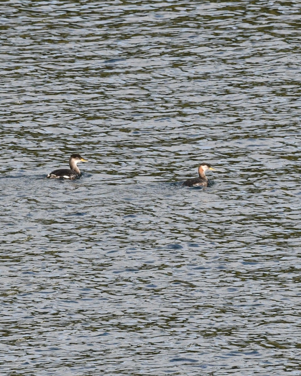 赤頸鸊鷉 - ML643680848