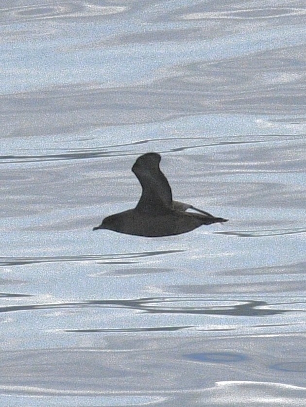 短尾水薙鳥 - ML643680863