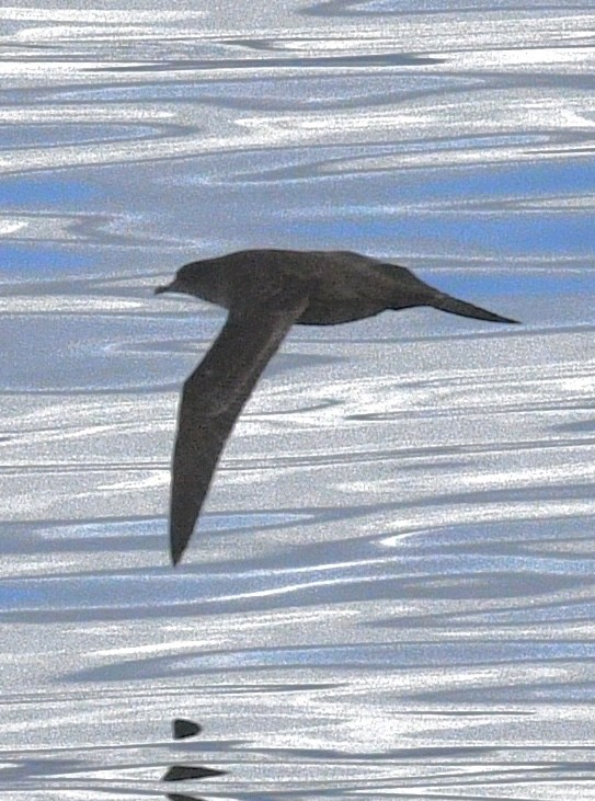 短尾水薙鳥 - ML643680864