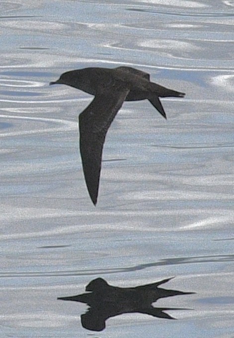 短尾水薙鳥 - ML643680865