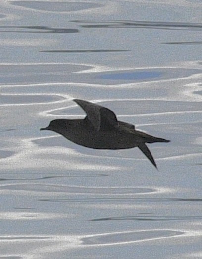 短尾水薙鳥 - ML643680866