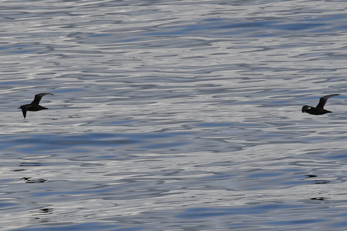 短尾水薙鳥 - ML643680867