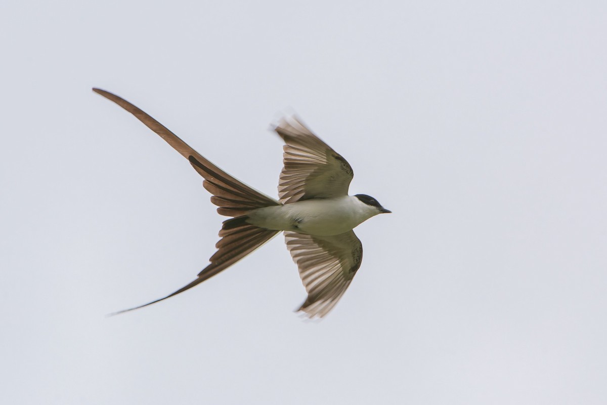 Fork-tailed Flycatcher - ML643680869