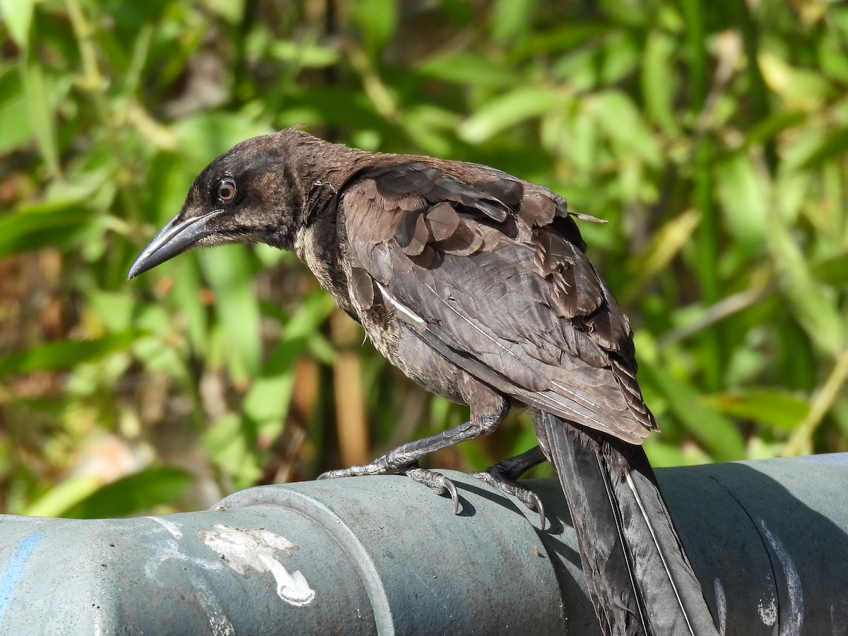 Great-tailed Grackle - ML643680893
