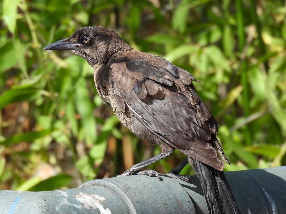 Great-tailed Grackle - ML643680894