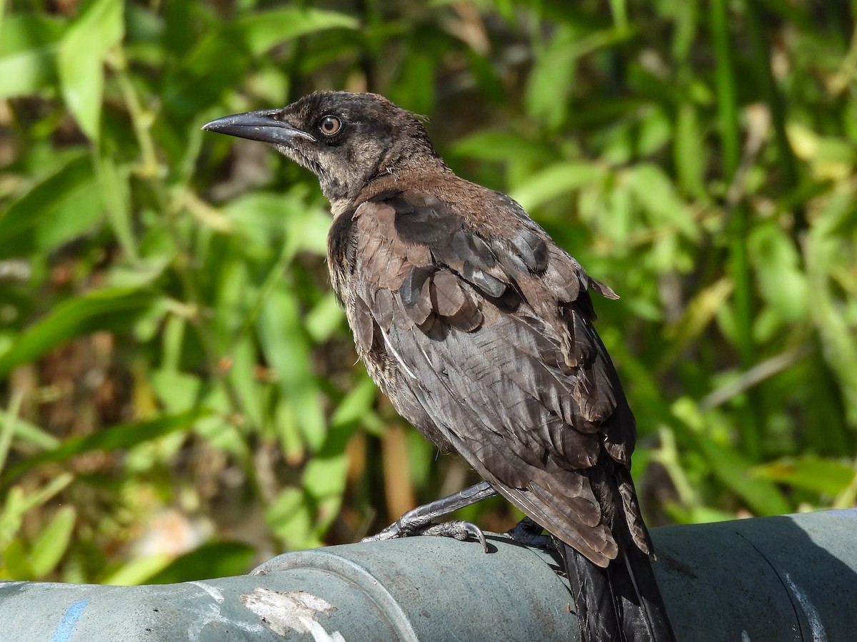 Great-tailed Grackle - ML643680895