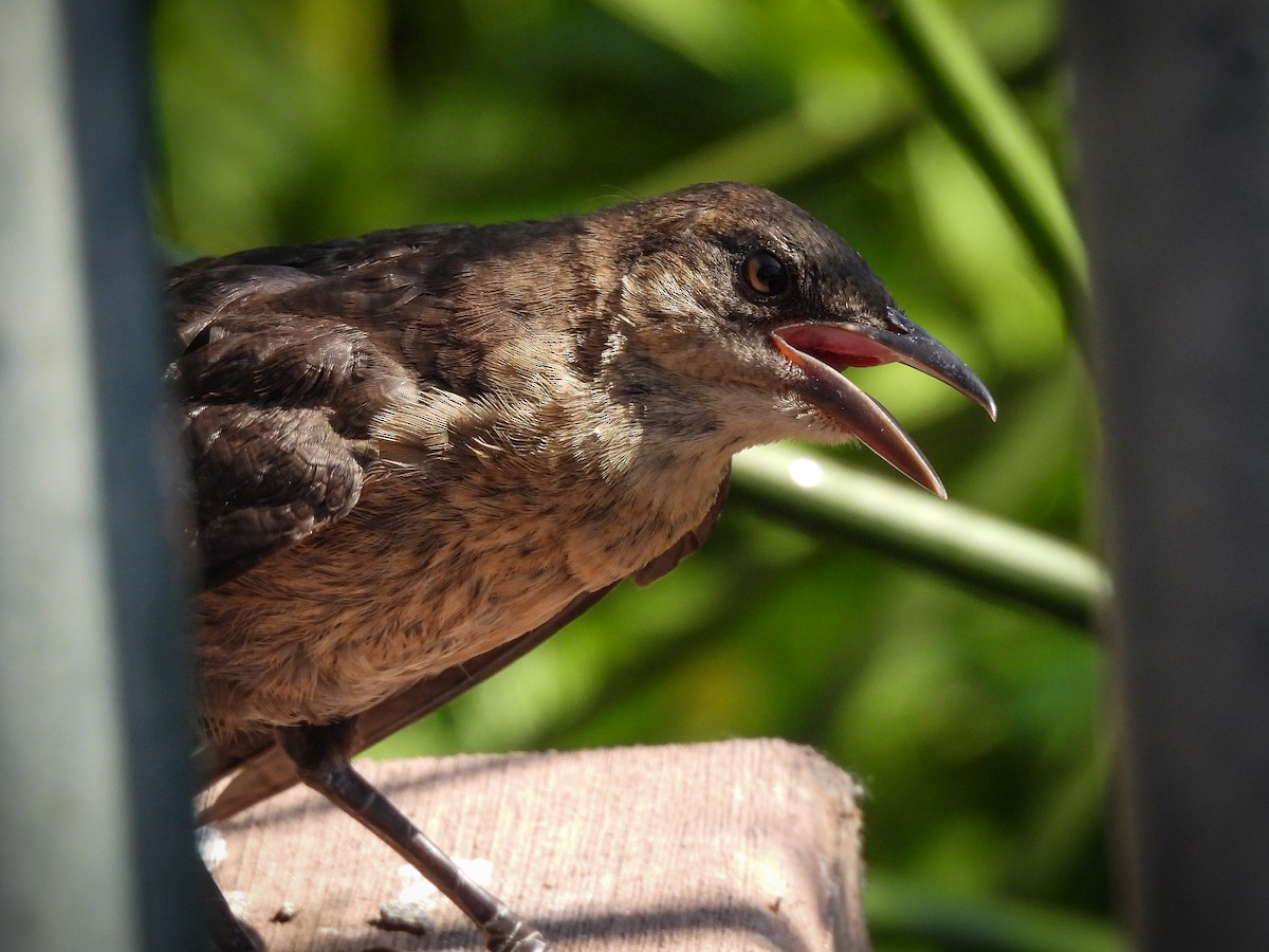 Great-tailed Grackle - ML643680896
