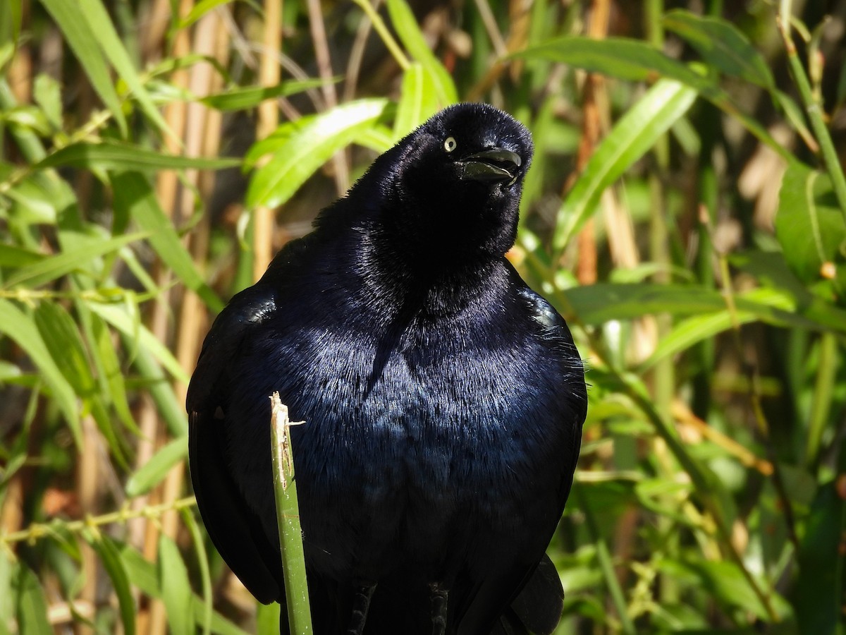Great-tailed Grackle - ML643680897