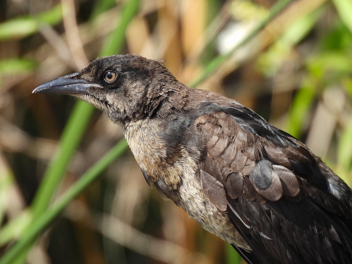 Great-tailed Grackle - ML643680898