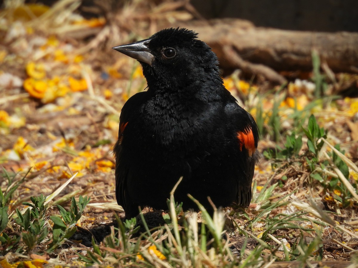 Red-winged Blackbird - ML643680902