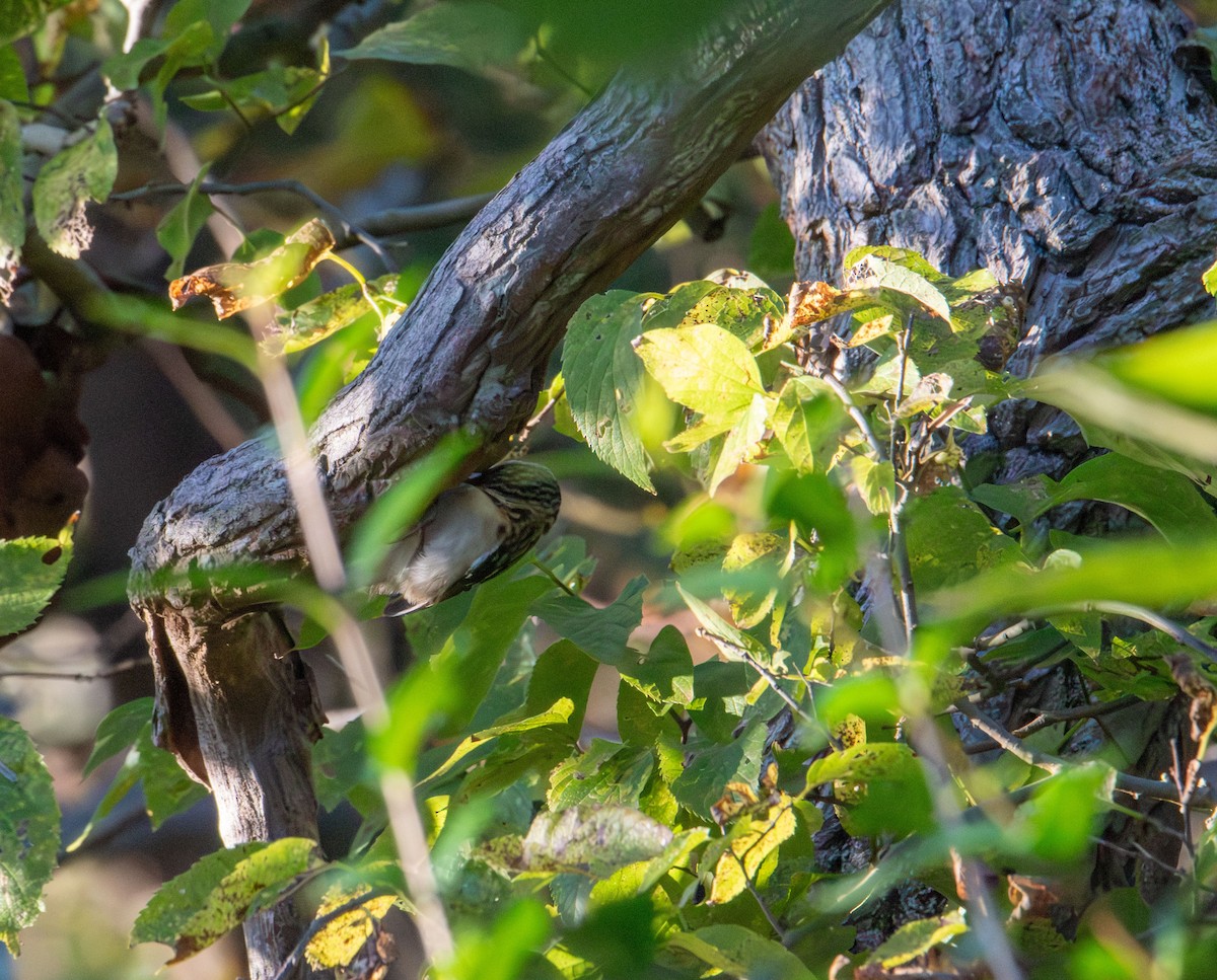 Brown Creeper - ML643680903