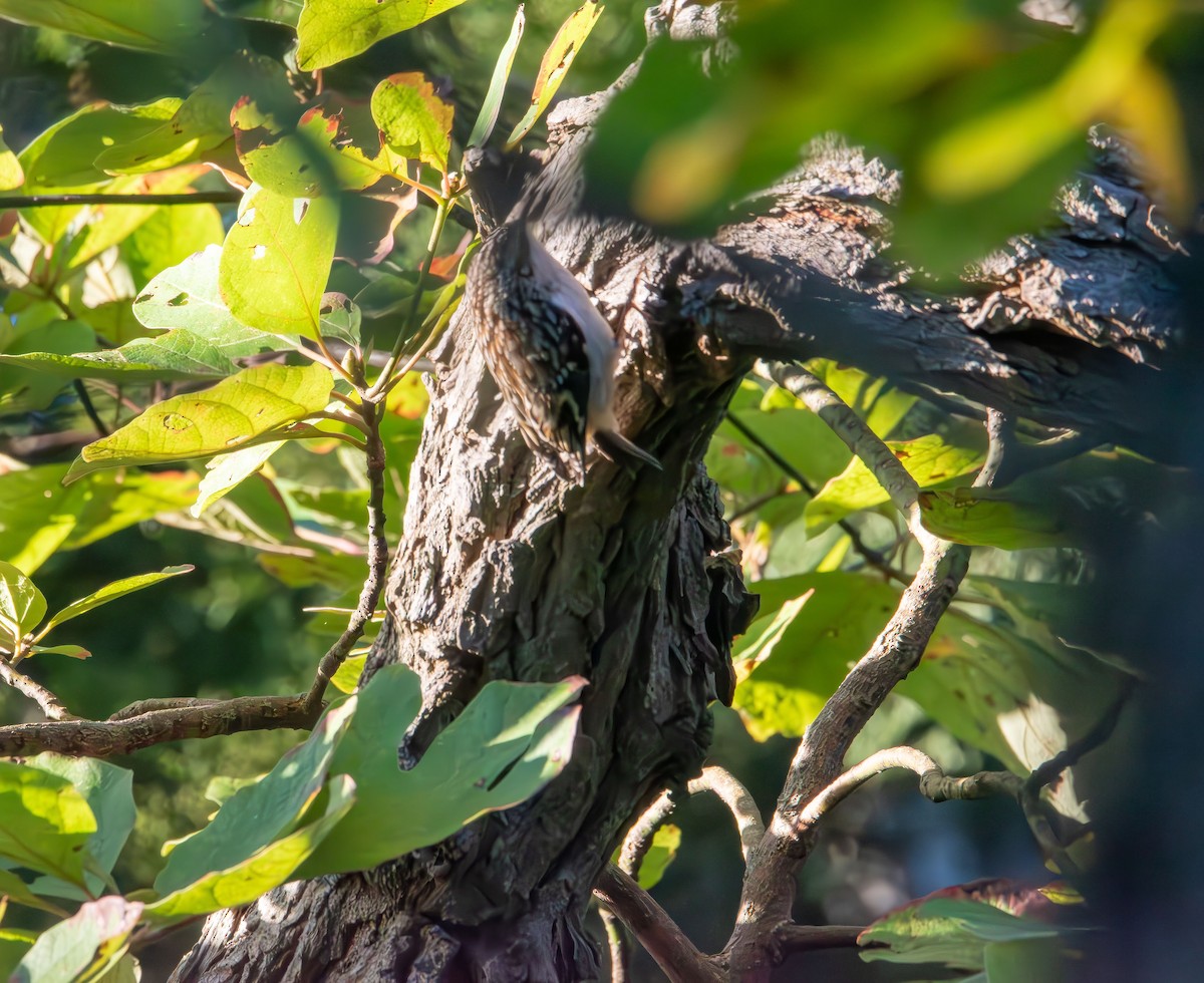 Brown Creeper - ML643680904