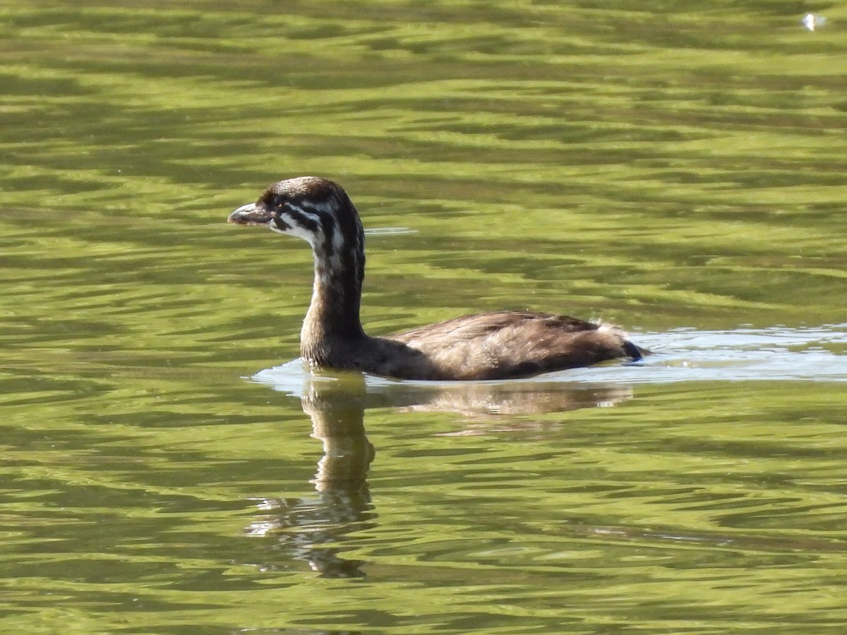 Pied-billed Grebe - ML643680906