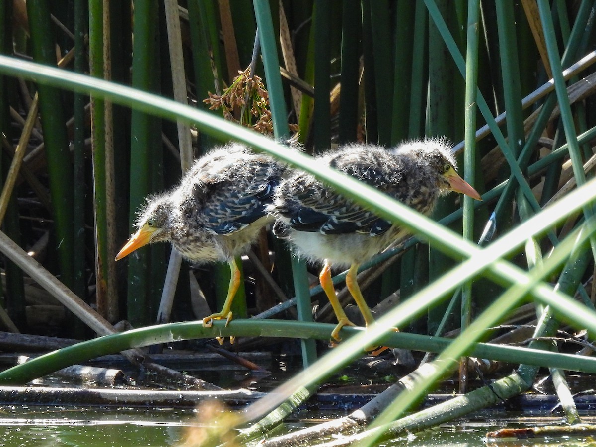 Green Heron - ML643680919