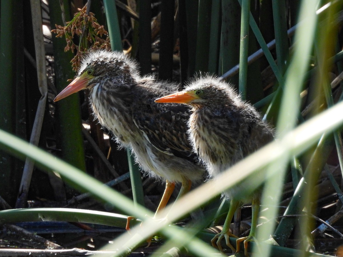 Green Heron - ML643680920