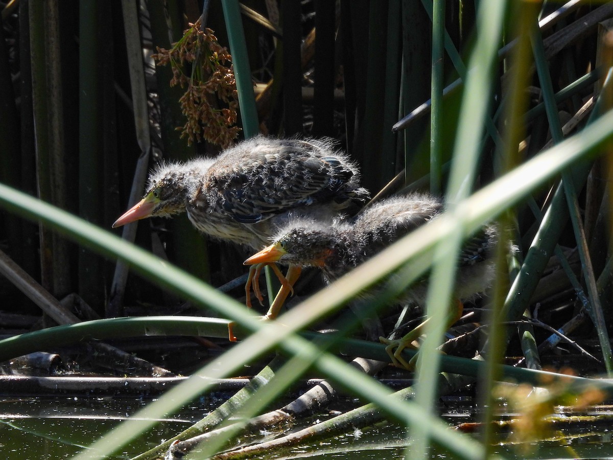 Green Heron - ML643680921