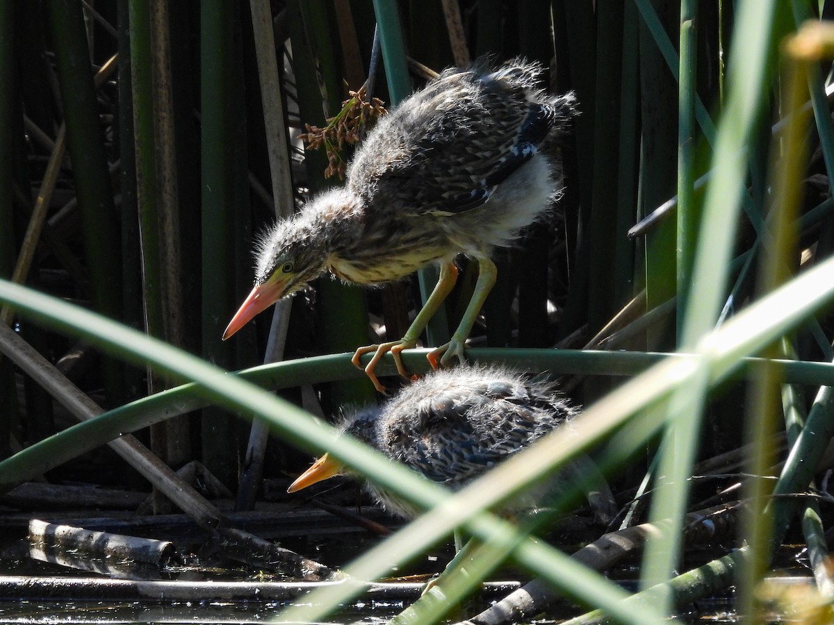 Green Heron - ML643680922