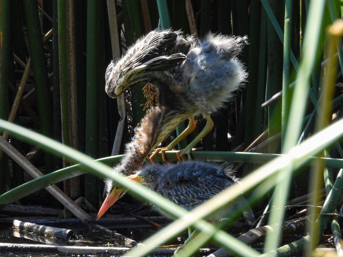 Green Heron - ML643680923