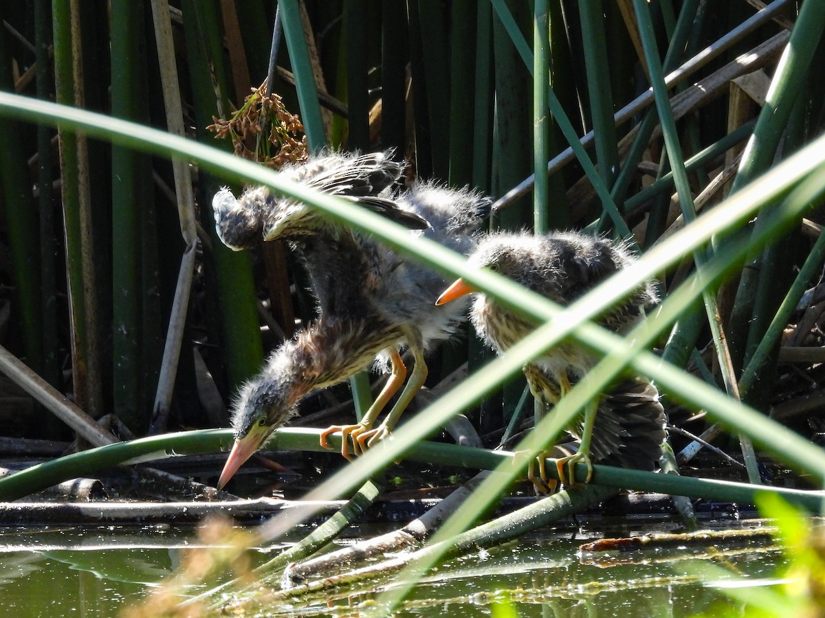 Green Heron - ML643680924