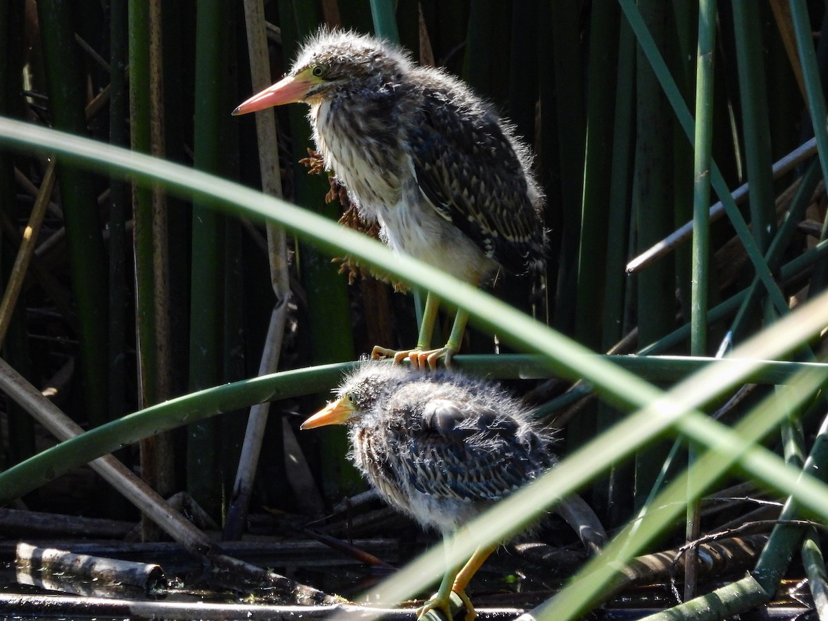 Green Heron - ML643680925