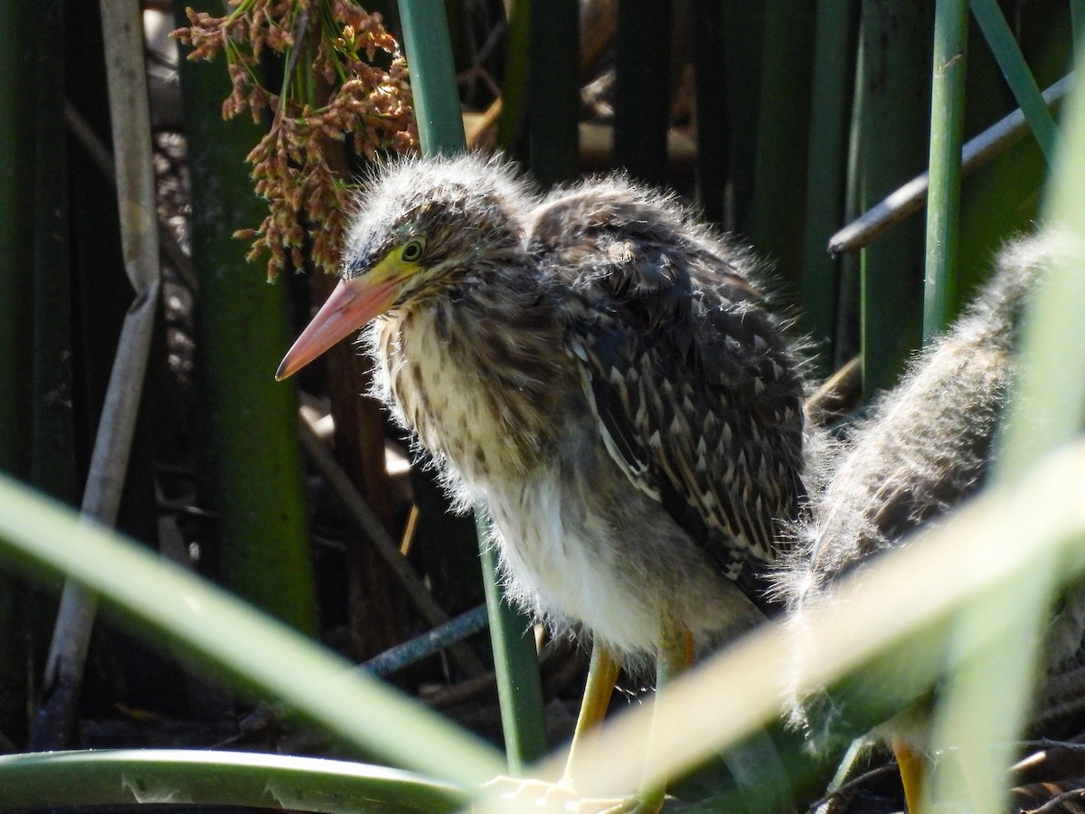 Green Heron - ML643680926