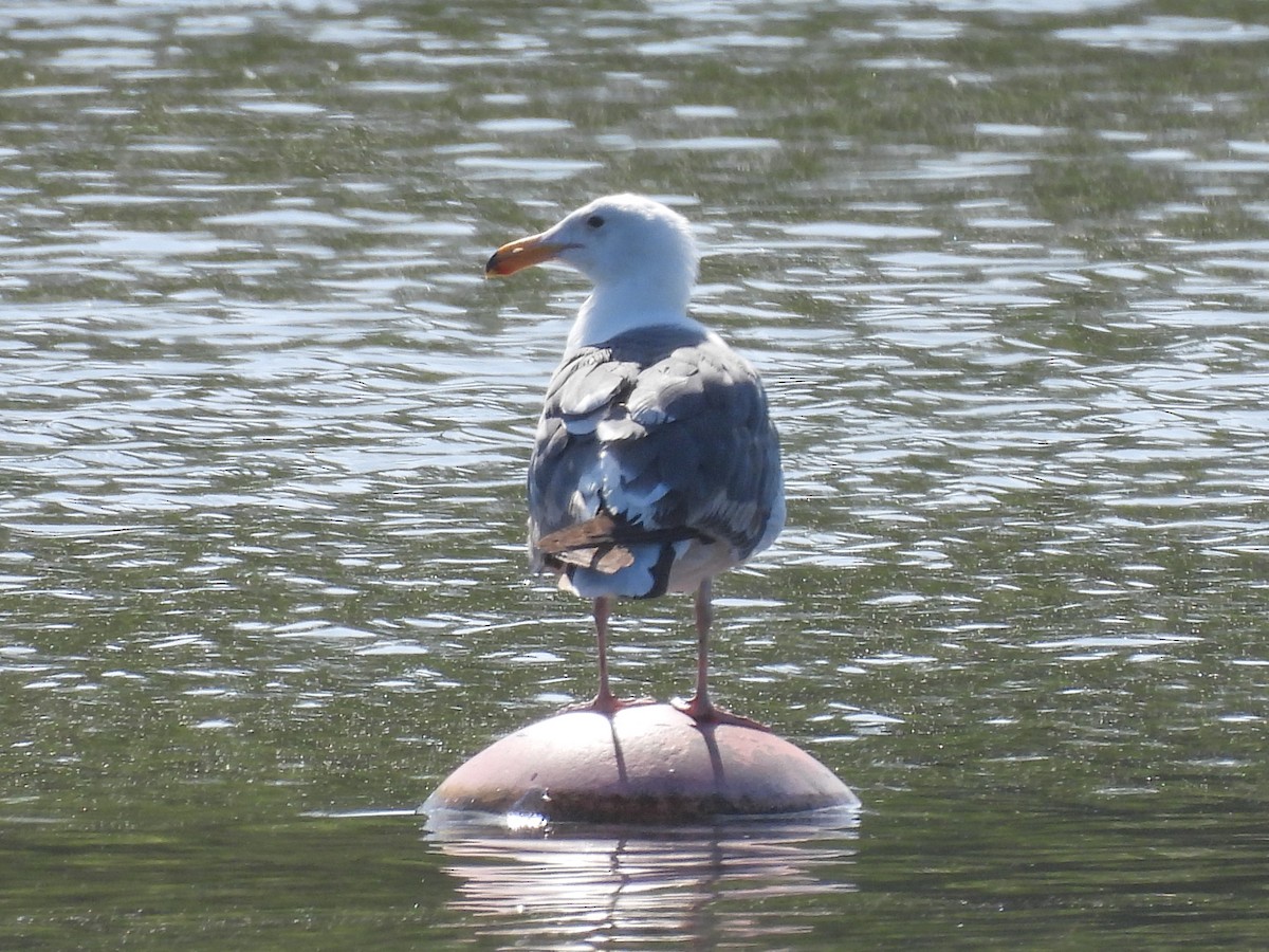 Western Gull - ML643680935