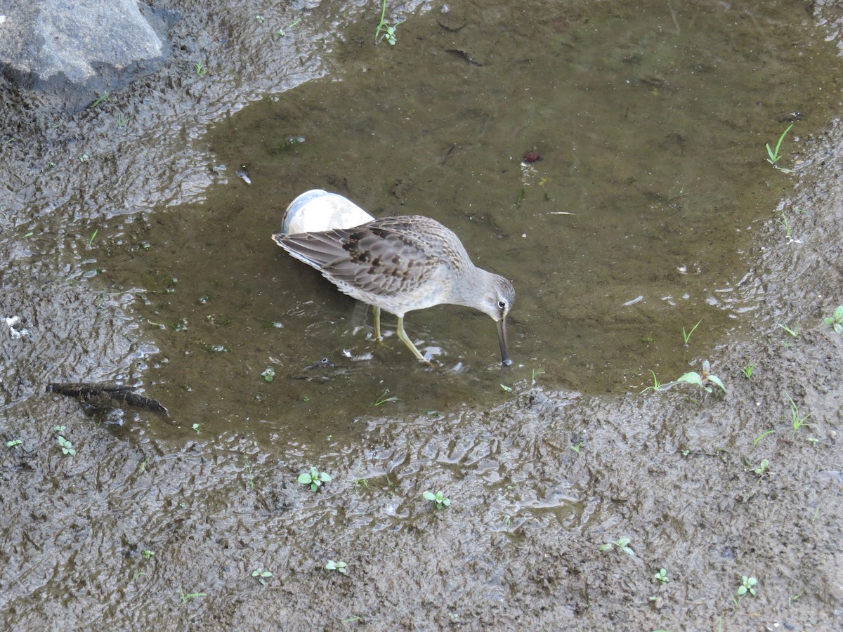 Long-billed Dowitcher - ML643680940