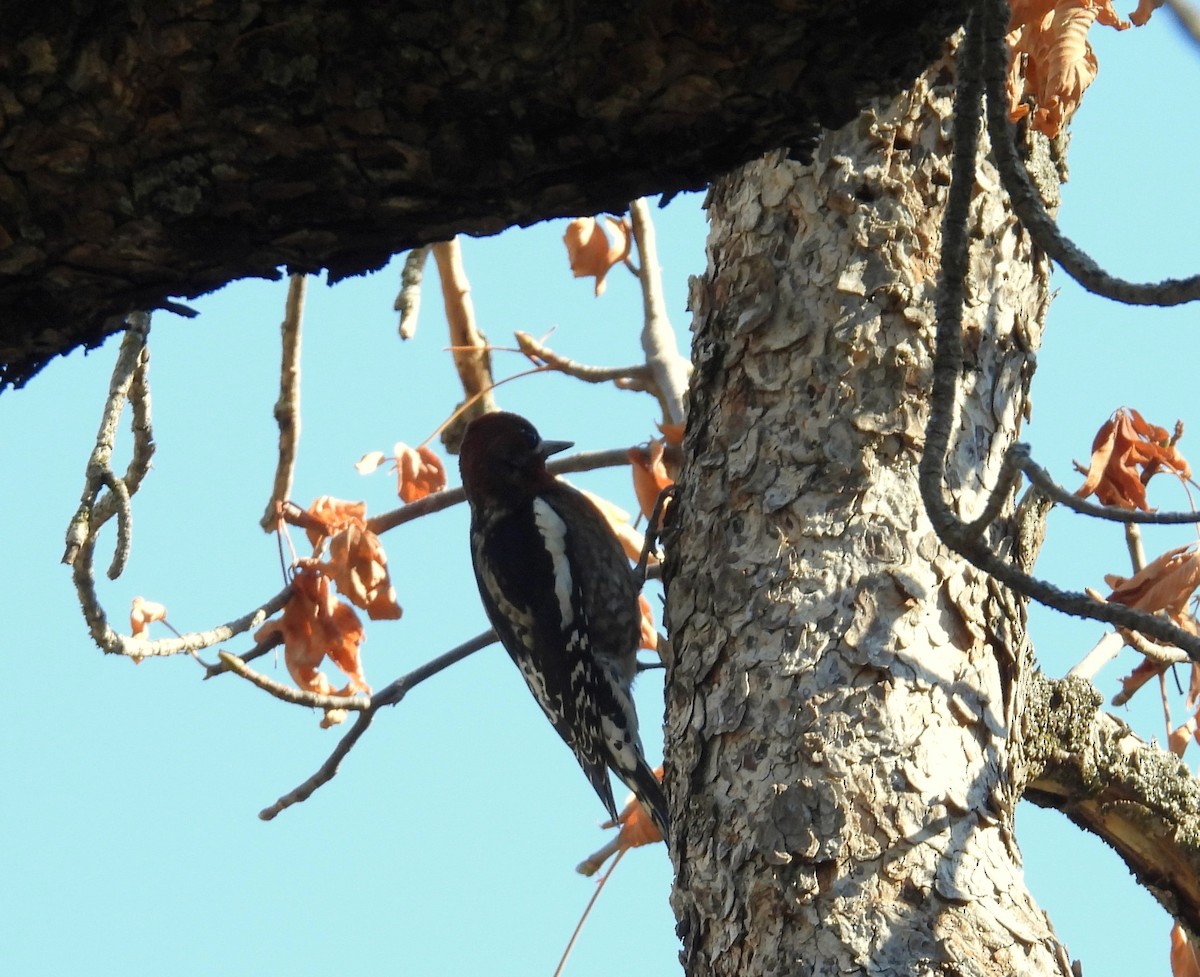Red-breasted Sapsucker - ML643680949